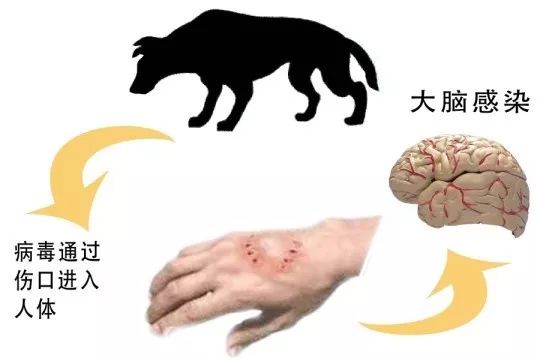 面对狂犬病你可以有识无恐